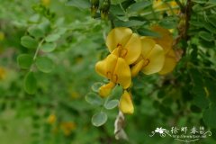 东方鱼鳔槐Colutea orientalis