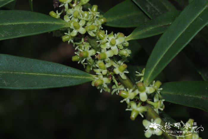 狭叶冬青Ilex fargesii