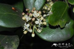 亚速尔冬青Ilex perado subsp. azorica
