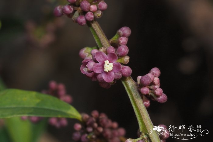 光叶冬青，绿冬青Ilex viridis