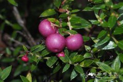 短尖南白珠Gaultheria mucronata