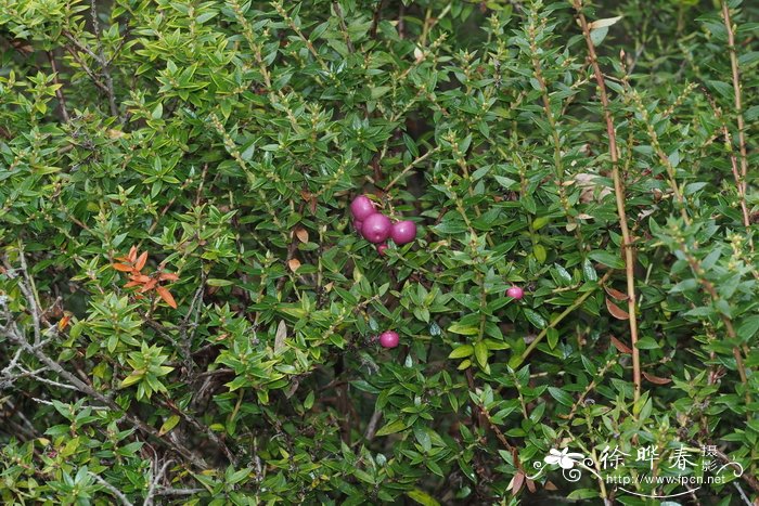 短尖南白珠Gaultheria mucronata