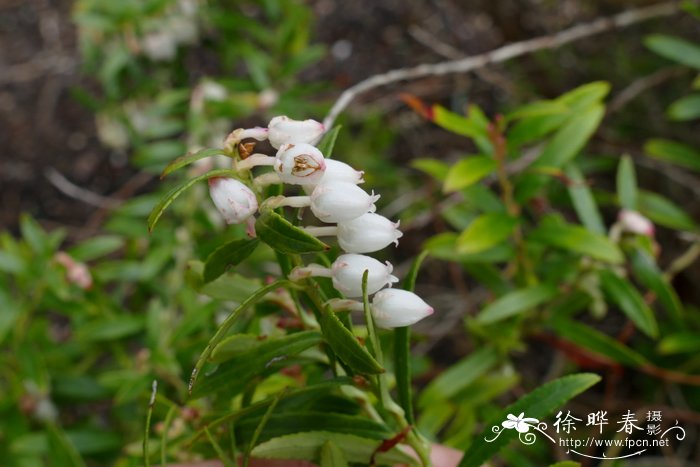 铁仔叶白珠树Gaultheria myrsinoides