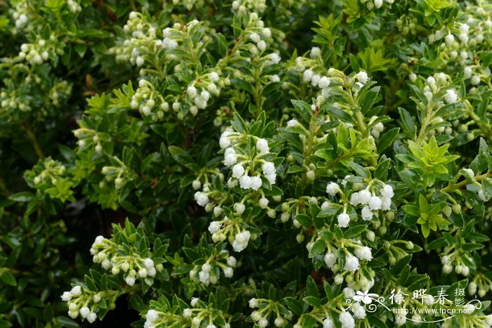 波比白珠树Gaultheria poeppigii
