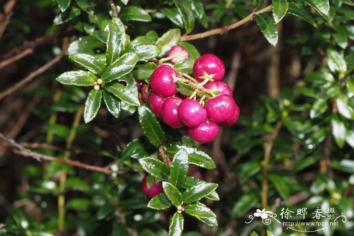波比白珠树Gaultheria poeppigii