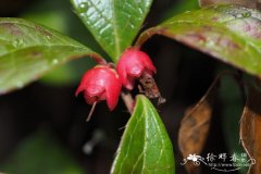 '大果'匍枝白珠Gaultheria procumbens 'Macrocarpa'