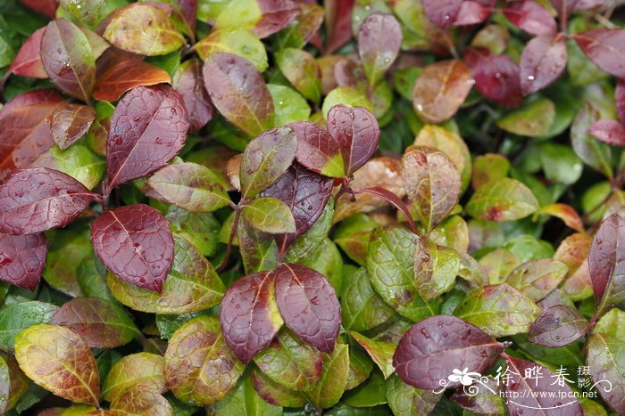 '大果'匍枝白珠Gaultheria procumbens 'Macrocarpa'