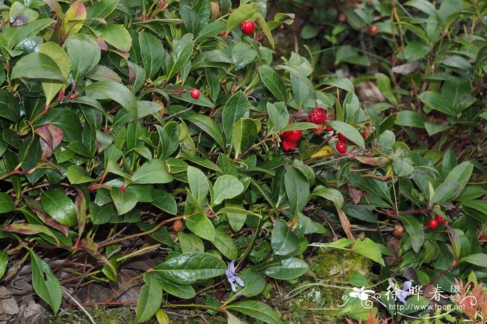 匍枝白珠Gaultheria procumbens