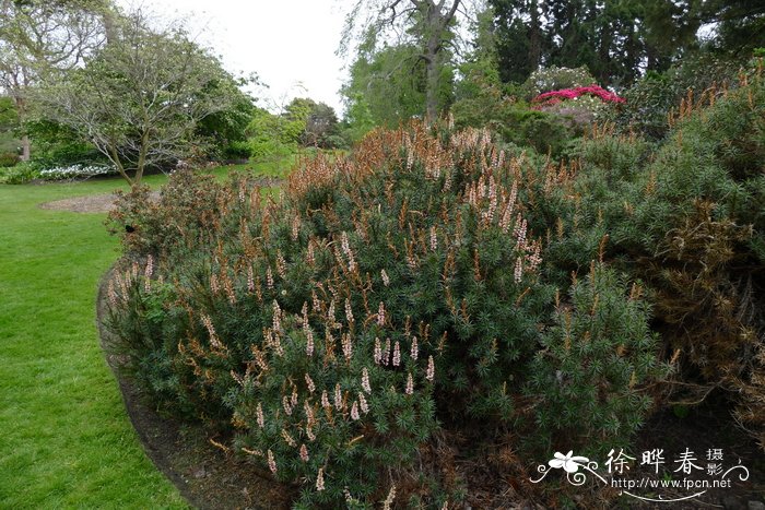 帚状彩穗木Richea scoparia