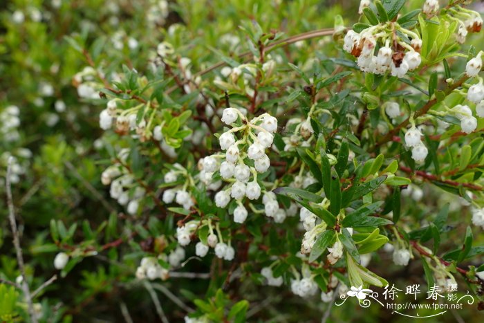 白果白珠树 Gaultheria pumila var. leucocarpa