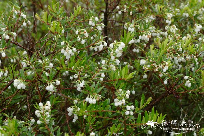 白果白珠树 Gaultheria pumila var. leucocarpa