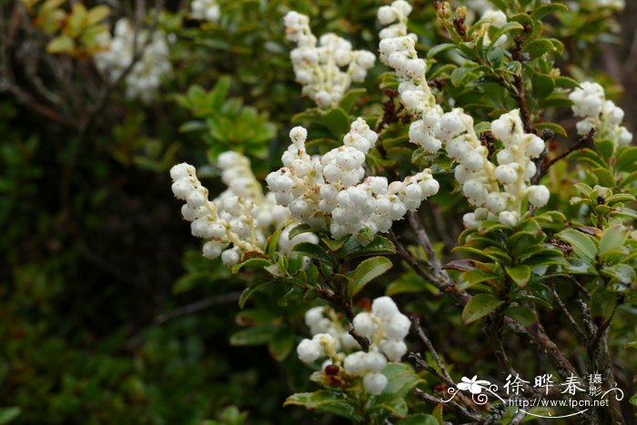 岩生白珠树Gaultheria rupestris