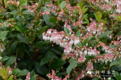 '粉花'威斯利白珠树Gaultheria x wisleyensis  'Pink Pixle'
