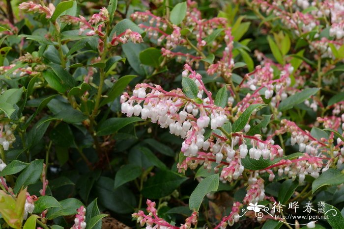 '粉花'威斯利白珠树Gaultheria x wisleyensis  'Pink Pixle'