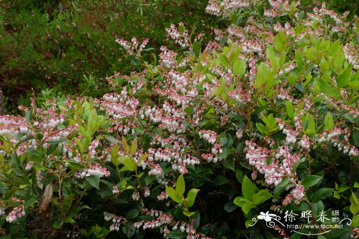 '粉花'威斯利白珠树Gaultheria x wisleyensis  'Pink Pixle'