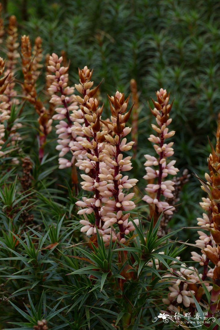 帚状彩穗木Richea scoparia