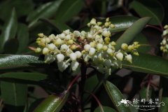 贾拉普草莓树 Arbutus xalapensis