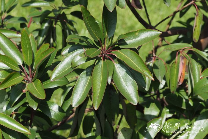 贾拉普草莓树 Arbutus xalapensis