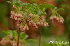 四国吊种花Enkianthus sikokianus