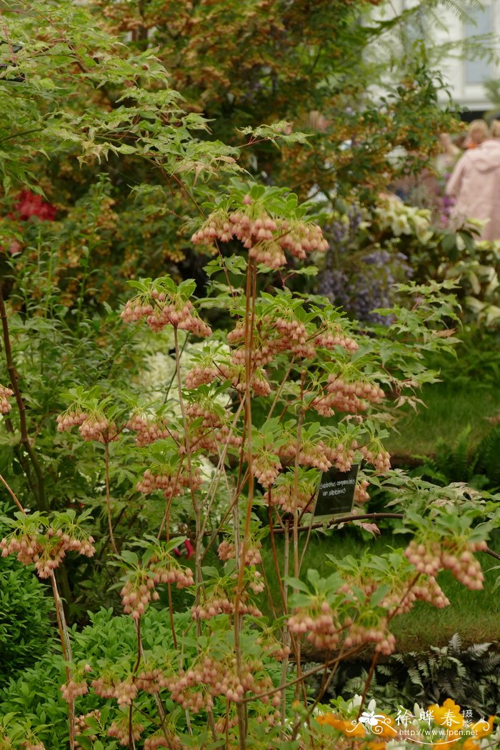 四国吊种花Enkianthus sikokianus