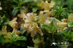 问客杜鹃Rhododendron ambiguum