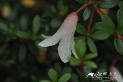 琉璃繁缕花杜鹃Rhododendron anagalliflorum