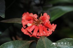 Rhododendron apoanum