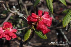 毛枝杜鹃Rhododendron argipeplum