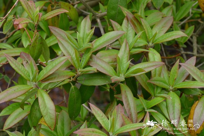 毛肋杜鹃Rhododendron augustinii