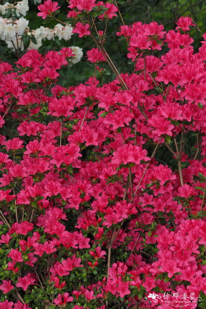 耳叶杜鹃rhododendron auriculatum