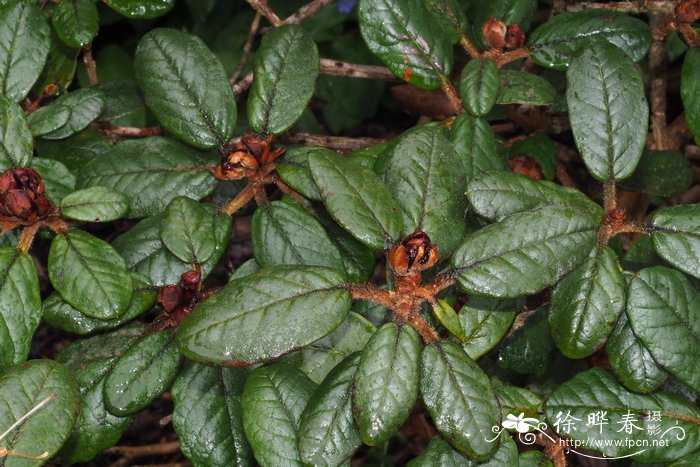 刺枝杜鹃Rhododendron beanianum