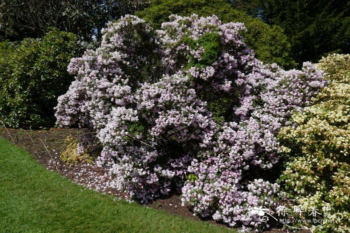 卵叶杜鹃Rhododendron callimorphum