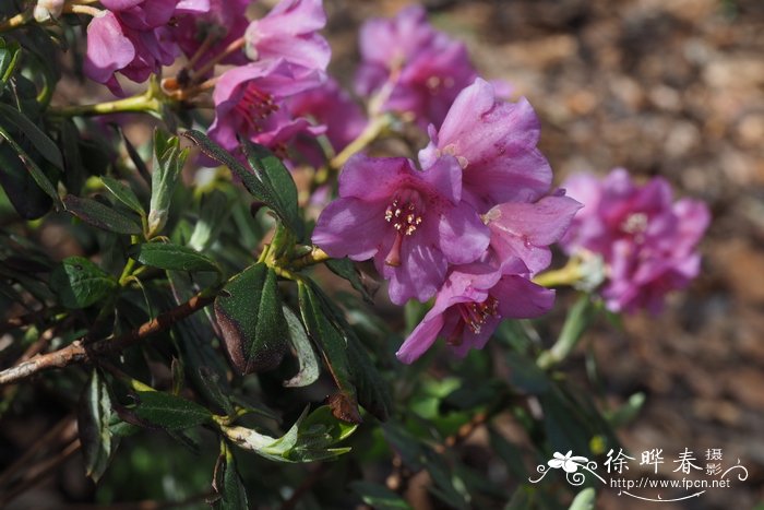 弯果杜鹃Rhododendron campylocarpum