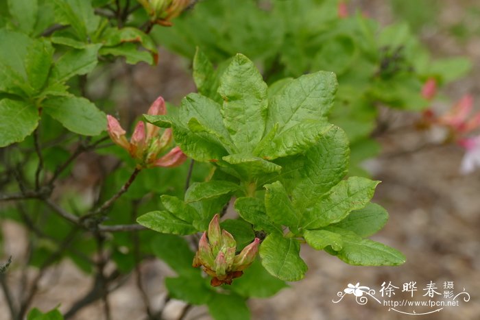 加拿大杜鹃Rhododendron canadense