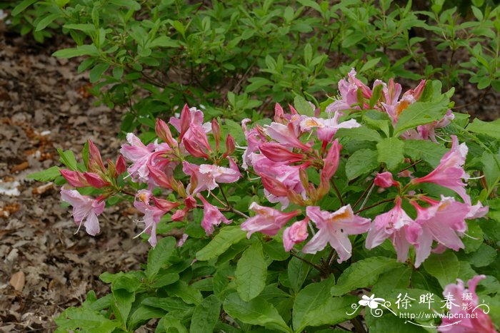 加拿大杜鹃Rhododendron canadense