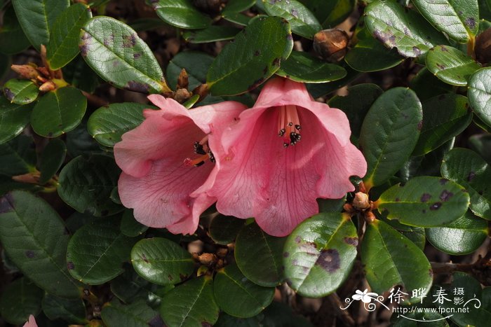 云雾杜鹃Rhododendron chamaethomsonii