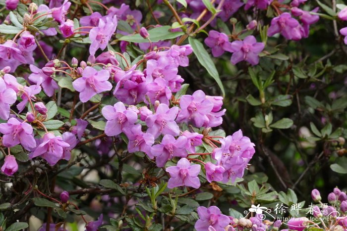 藏布杜鹃Rhododendron charitopes subsp. tsangpoense