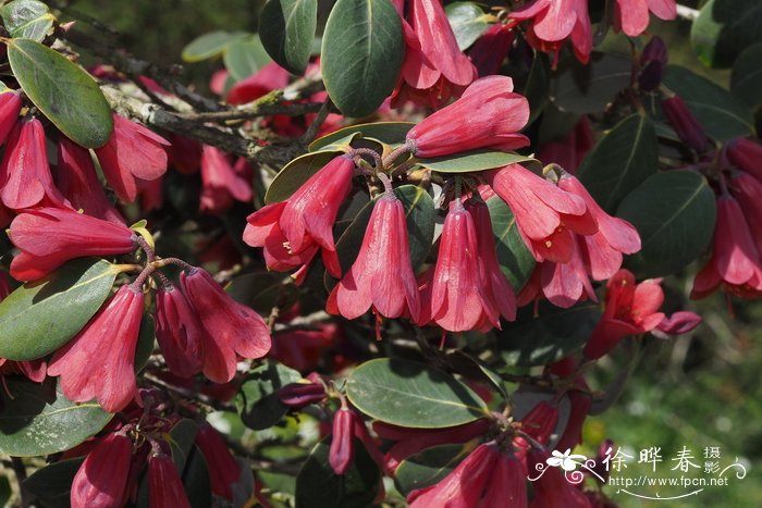 朱砂杜鹃Rhododendron cinnabarinum