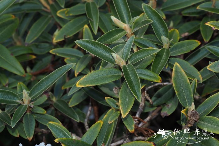 Rhododendron collettianum