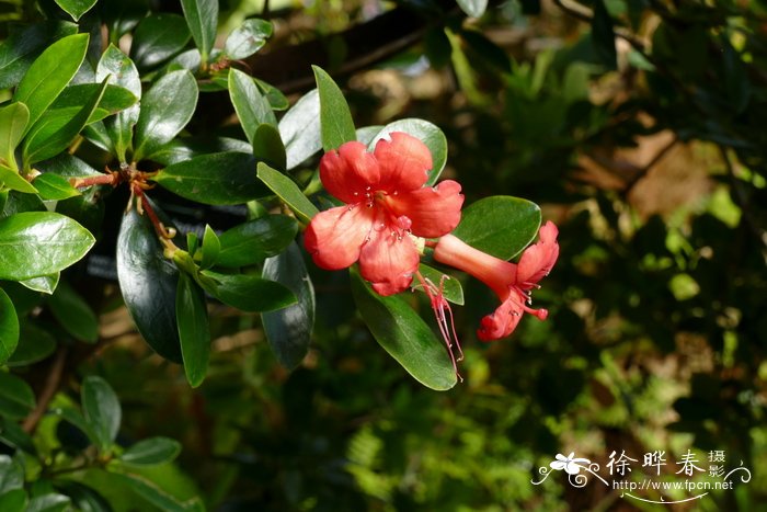 普通杜鹃Rhododendron commonae