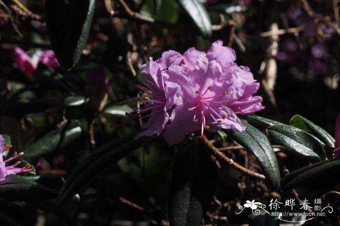 楔叶杜鹃Rhododendron cuneatum