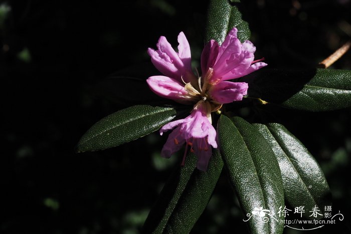 楔叶杜鹃Rhododendron cuneatum