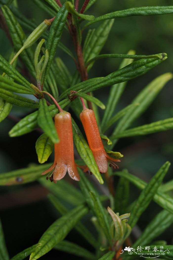 楔形叶杜鹃Rhododendron cuneifolium