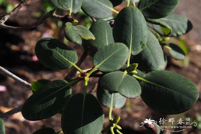 蓝果杜鹃Rhododendron cyanocarpum