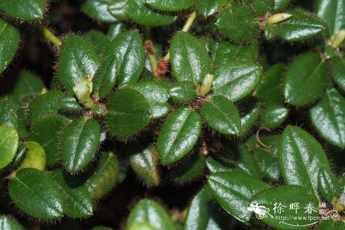 树生杜鹃Rhododendron dendrocharis