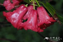 绵毛杜鹃Rhododendron floccigerum