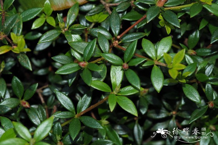 纤细杜鹃Rhododendron gracilentum