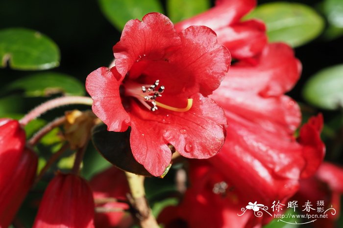 似血杜鹃rhododendron haematodes subsp haematodes