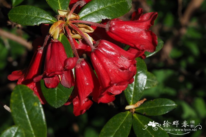 似血杜鹃rhododendron haematodes subsp haematodes