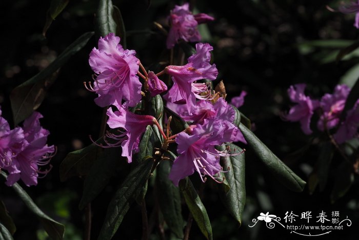 亮鳞杜鹃Rhododendron heliolepis